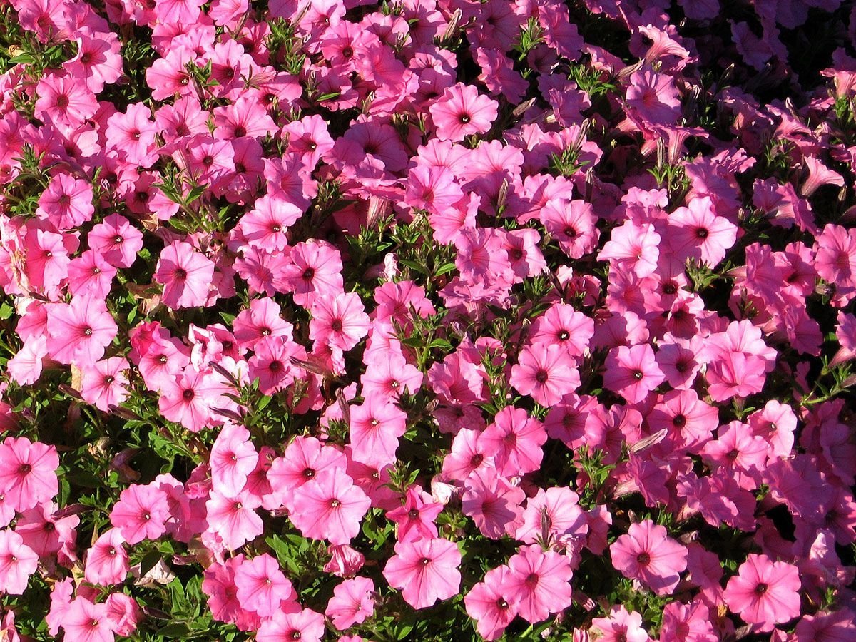 Петуния Supertunia Vista Bubblegum