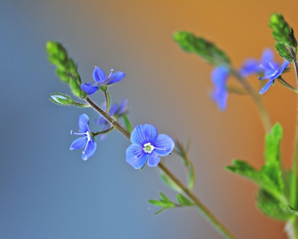 Полевые цветы с голубыми цветочками