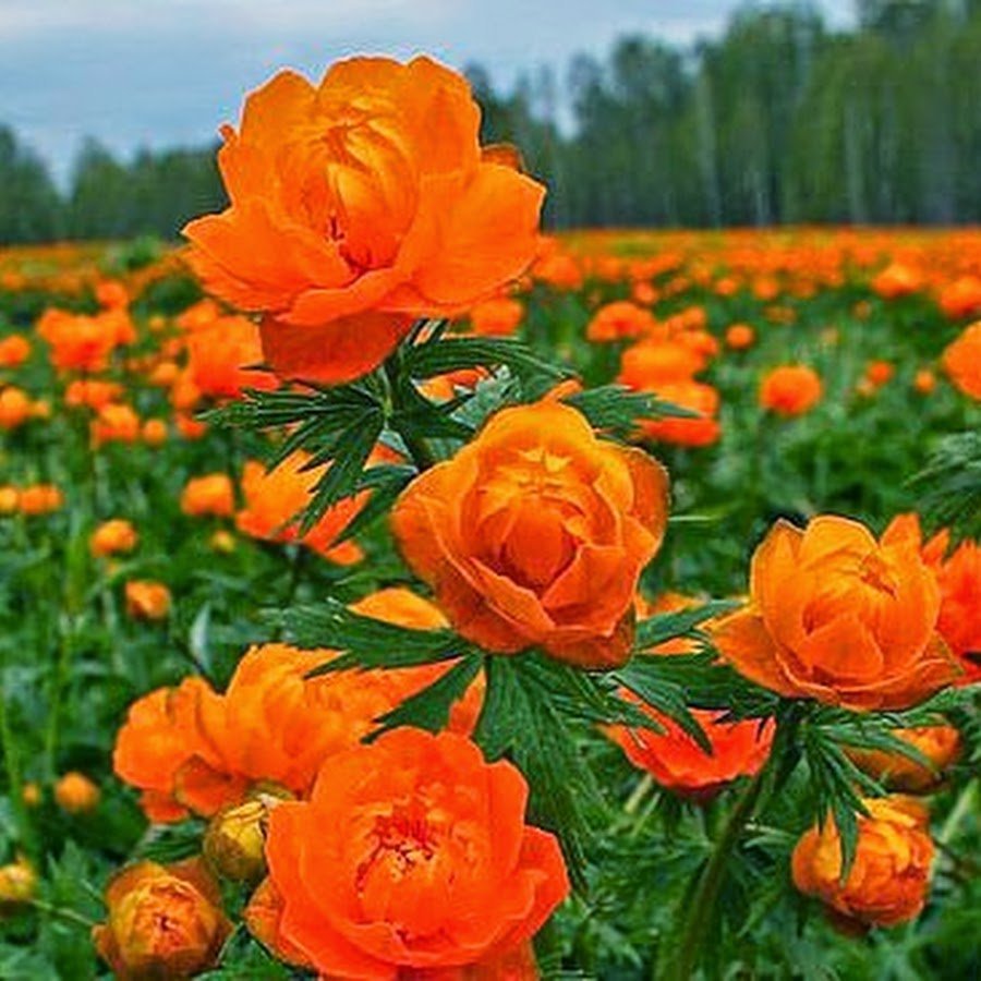 Купальница жарок Сибирский