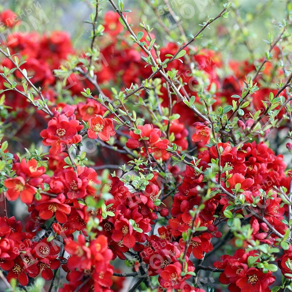 Chaenomeles japonica