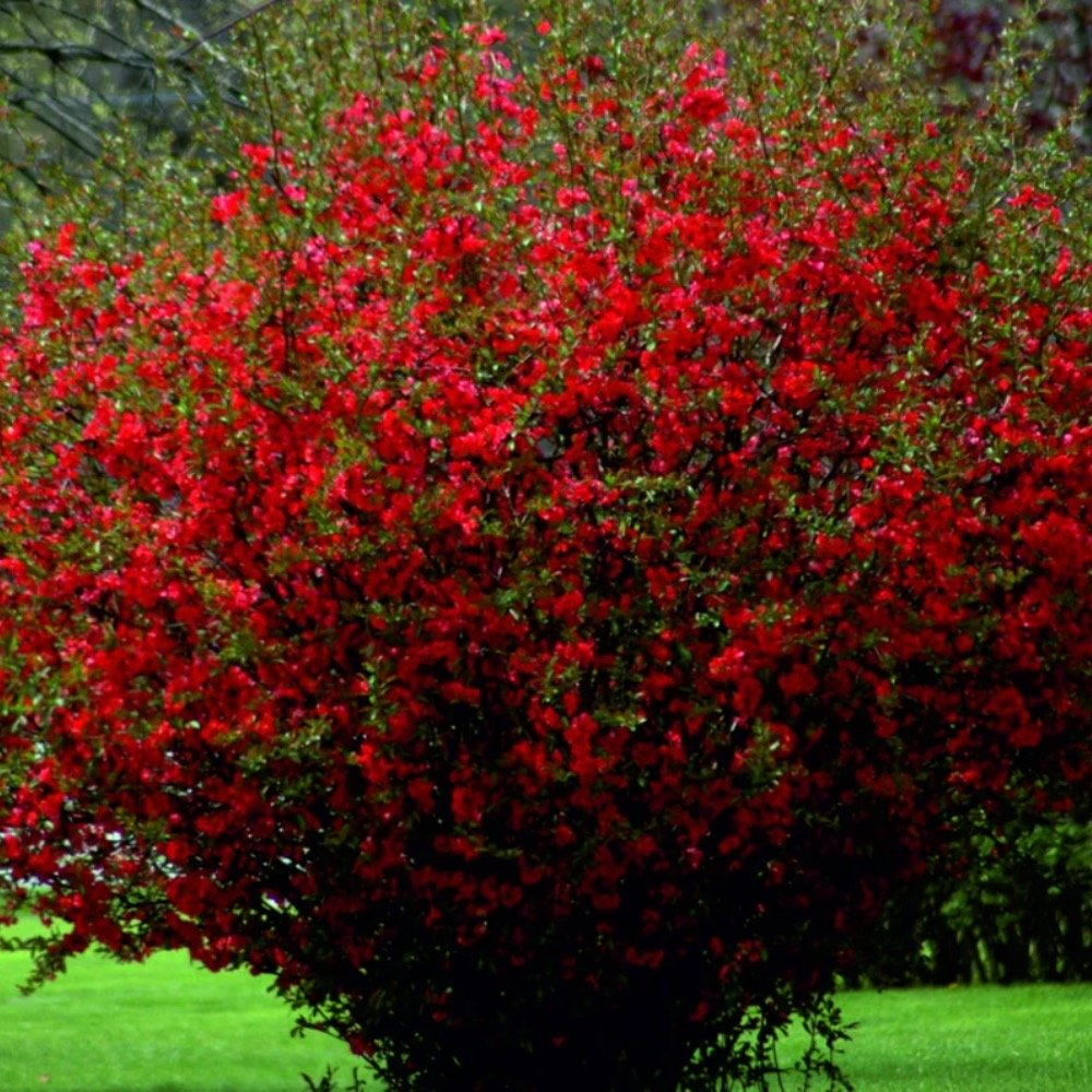 Айва японская Chaenomeles japonica