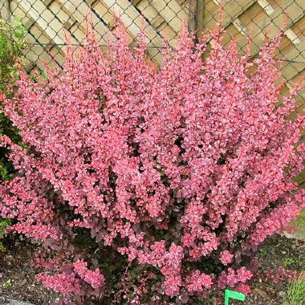 Барбарис Pink Queen