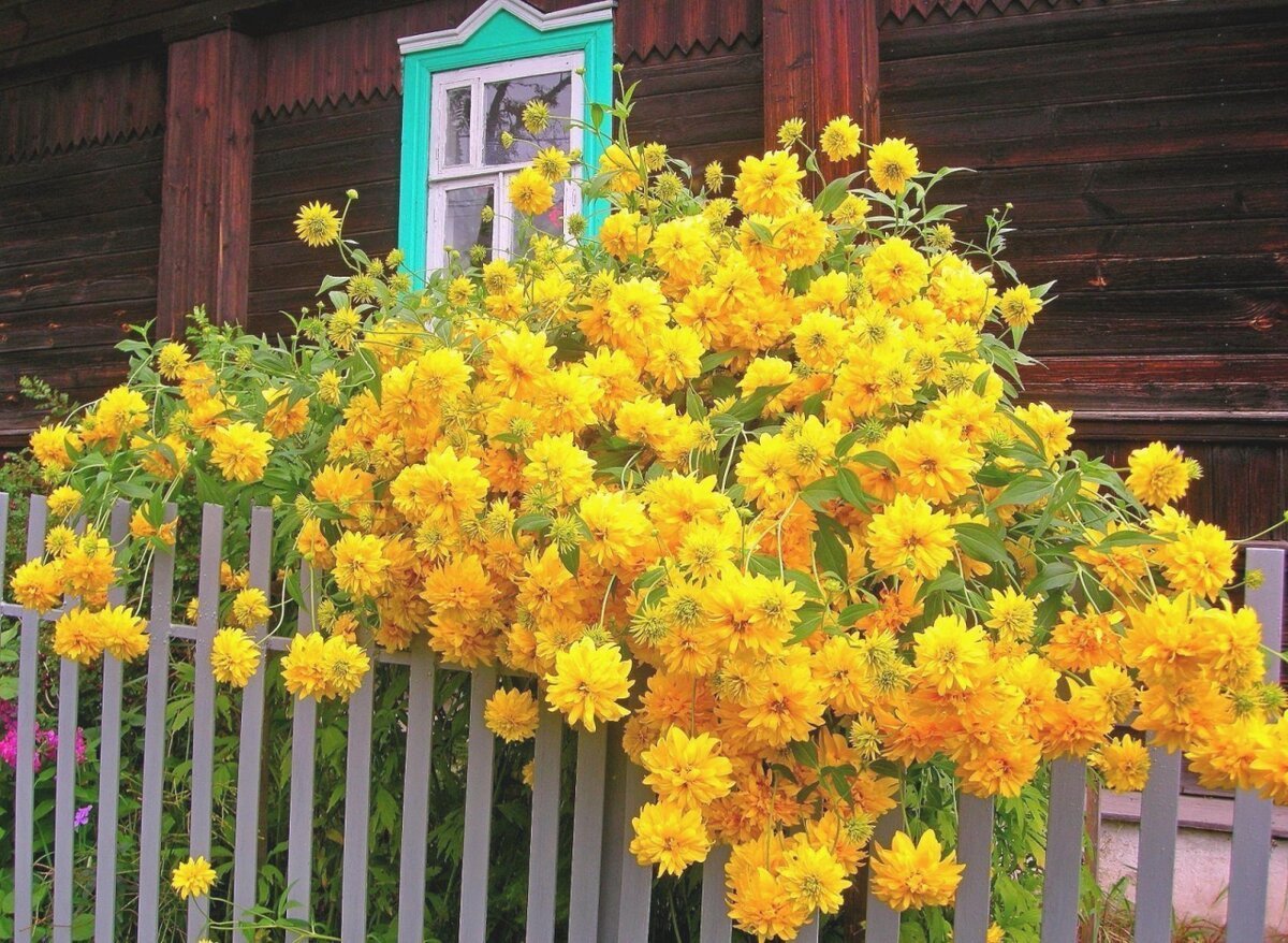 Желтые цветы во дворе