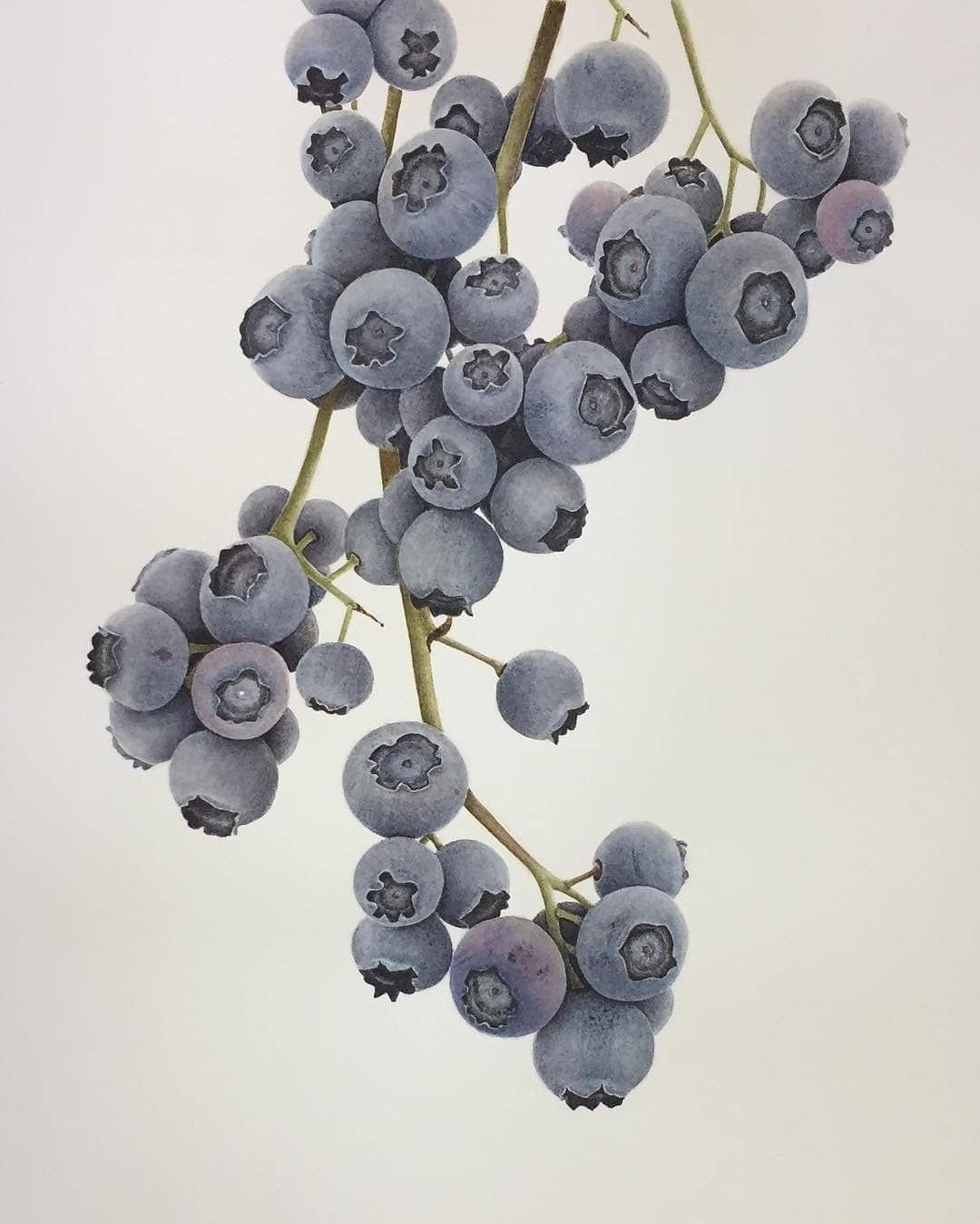 Blanche Blueberry Instagram