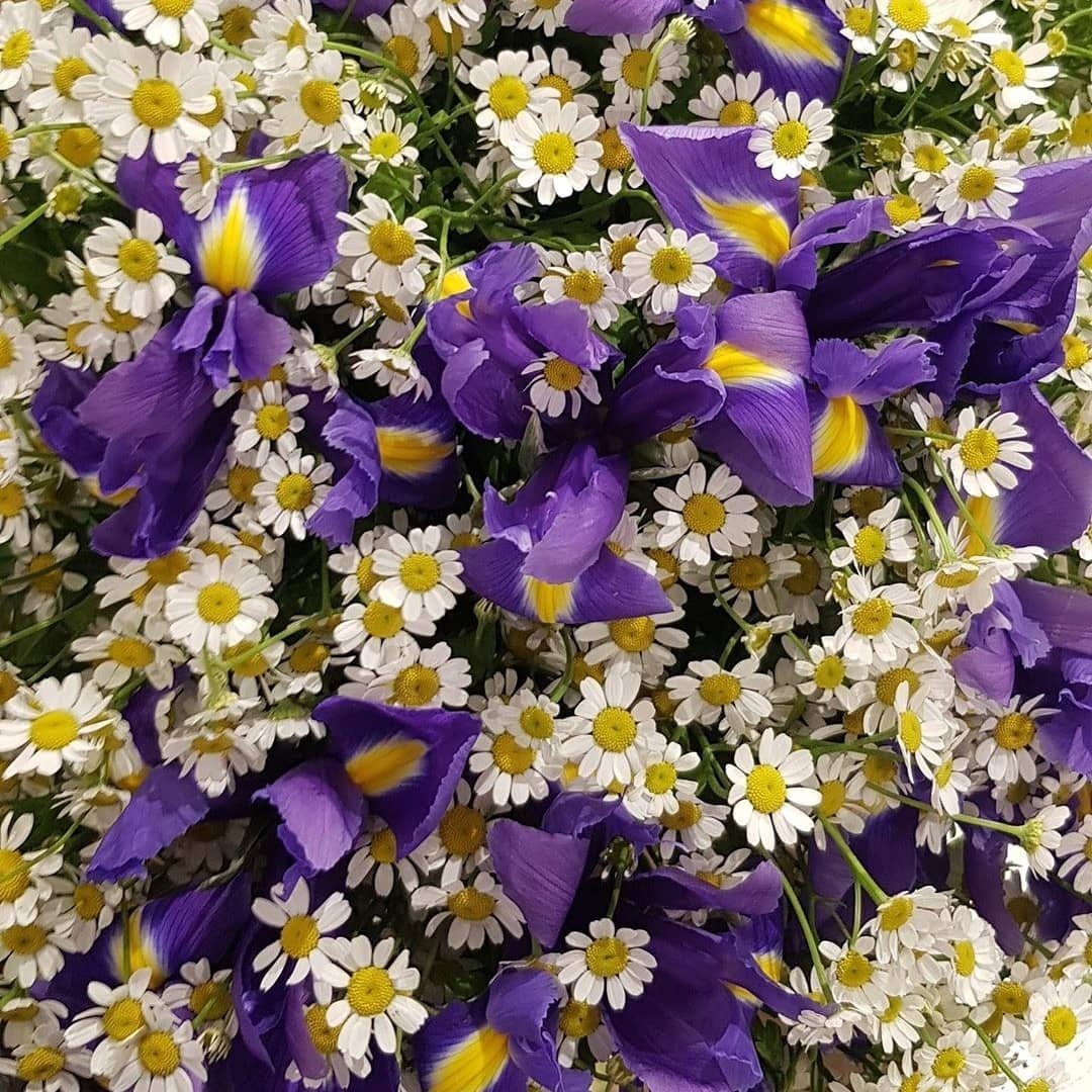 Ромашки с ирисами