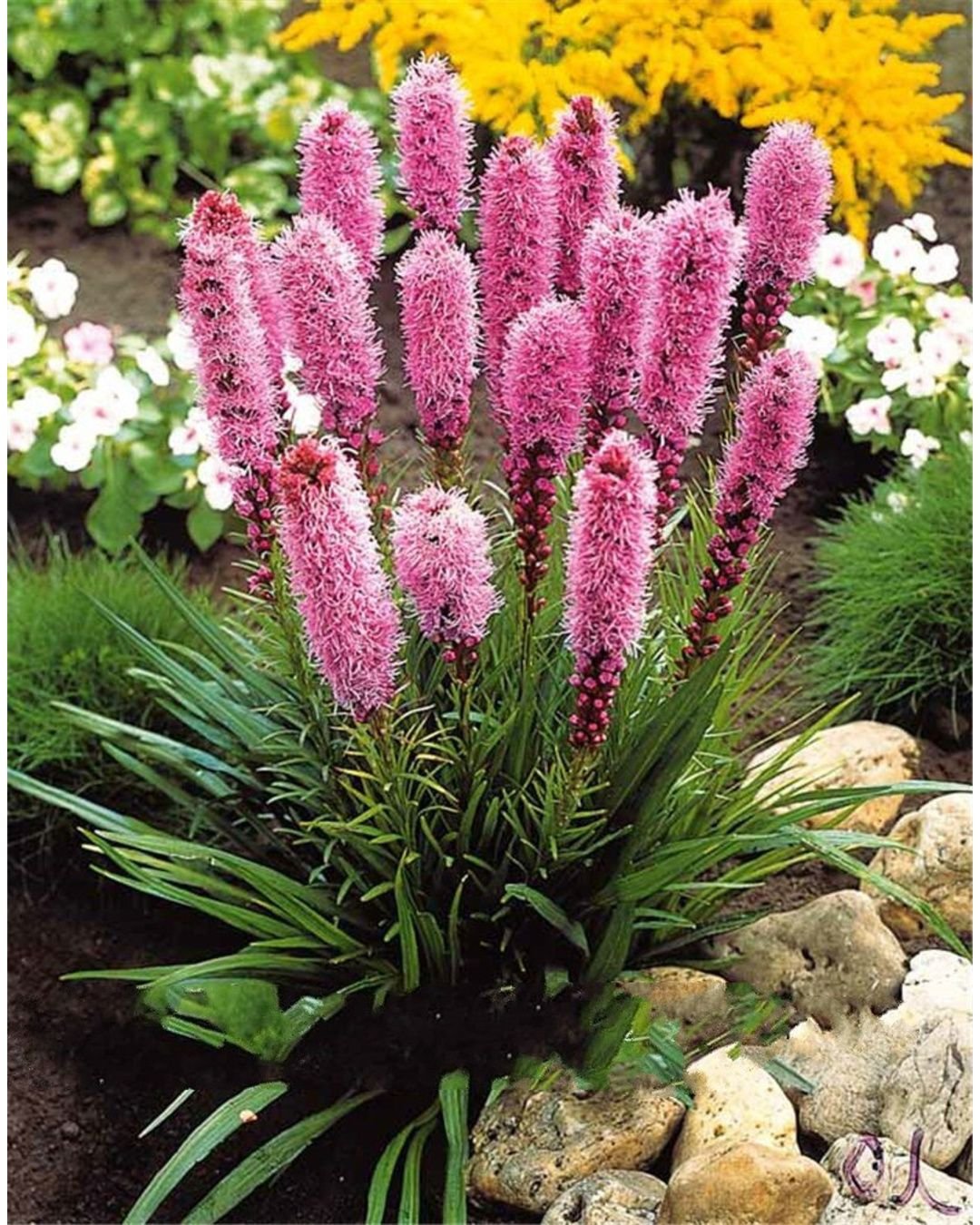 Лиатрис спиката spicata