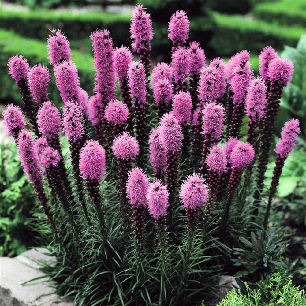 Лиатрис spicata