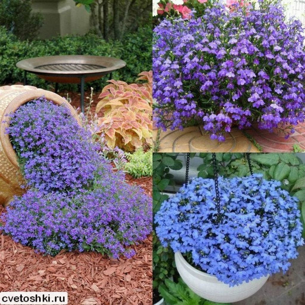 Низкорослые долгоцветущие однолетники