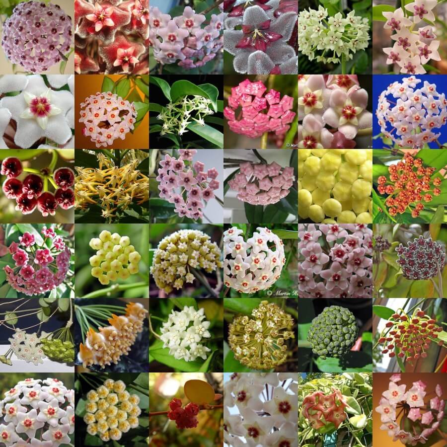 Семена комнатных растений Хойя