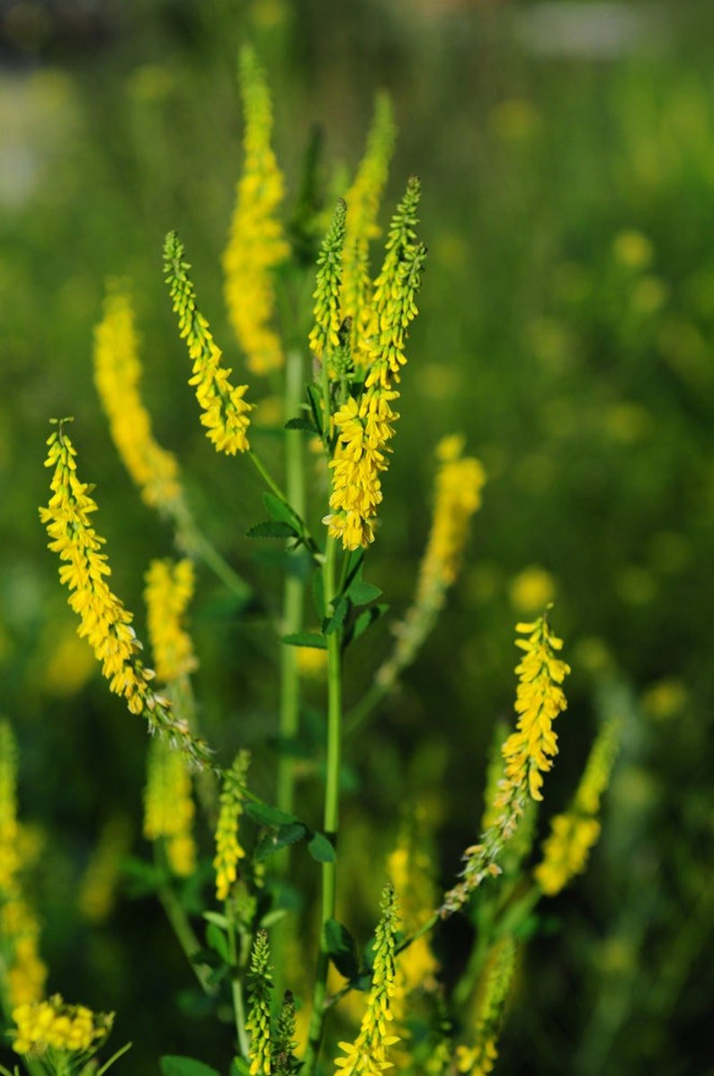 Донник Melilotus officinalis