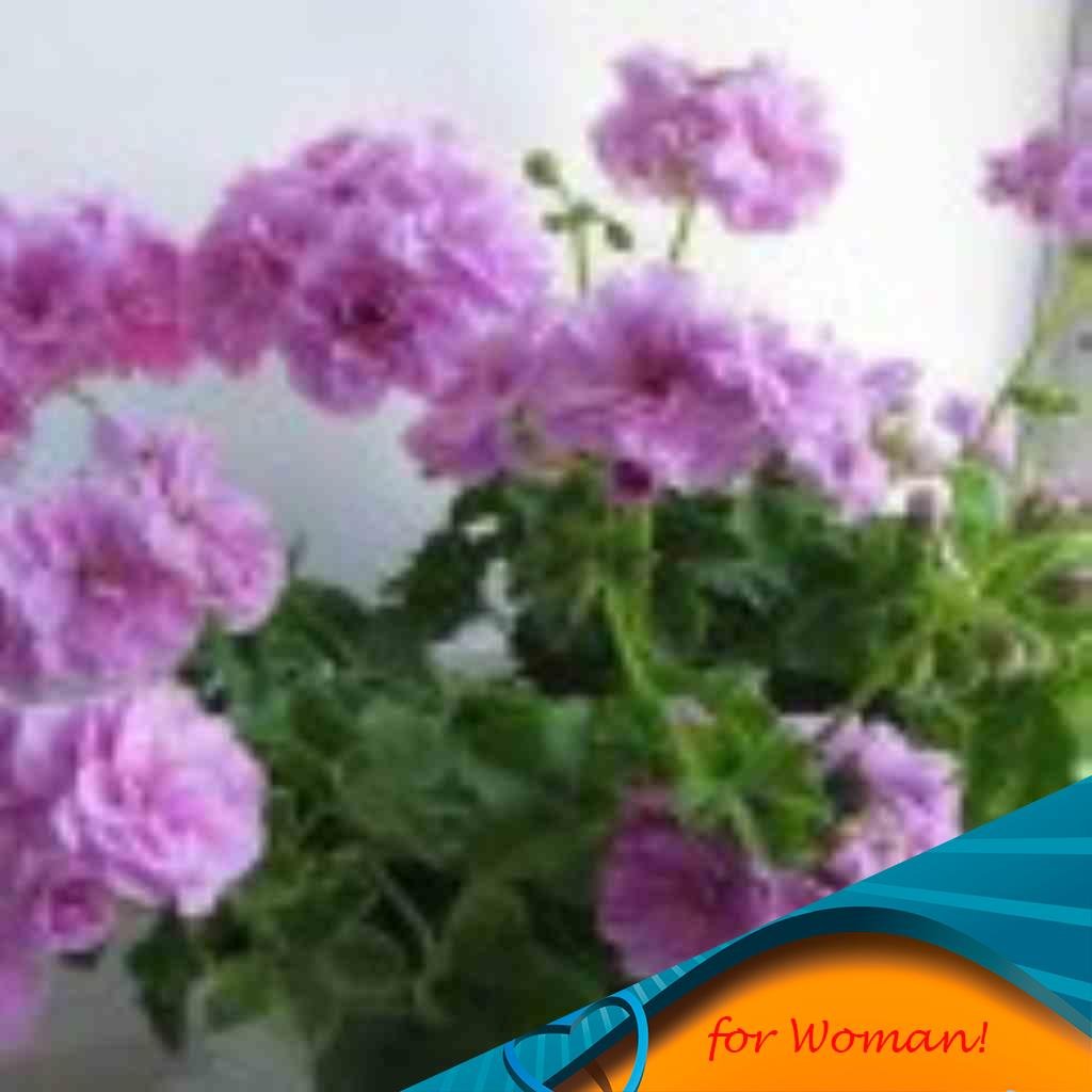 Lilac Rose пеларгония