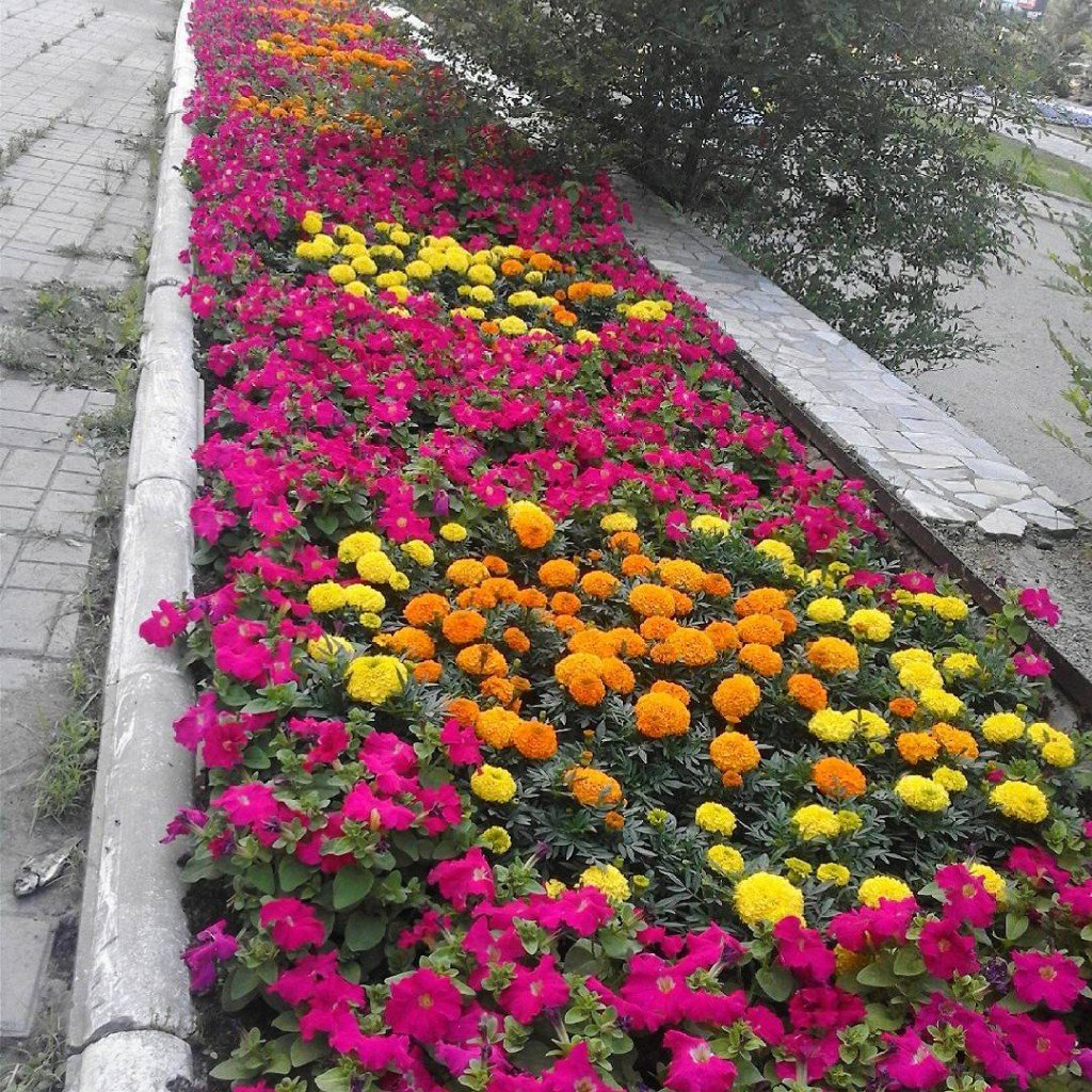 Эшшольция агератум рабатка