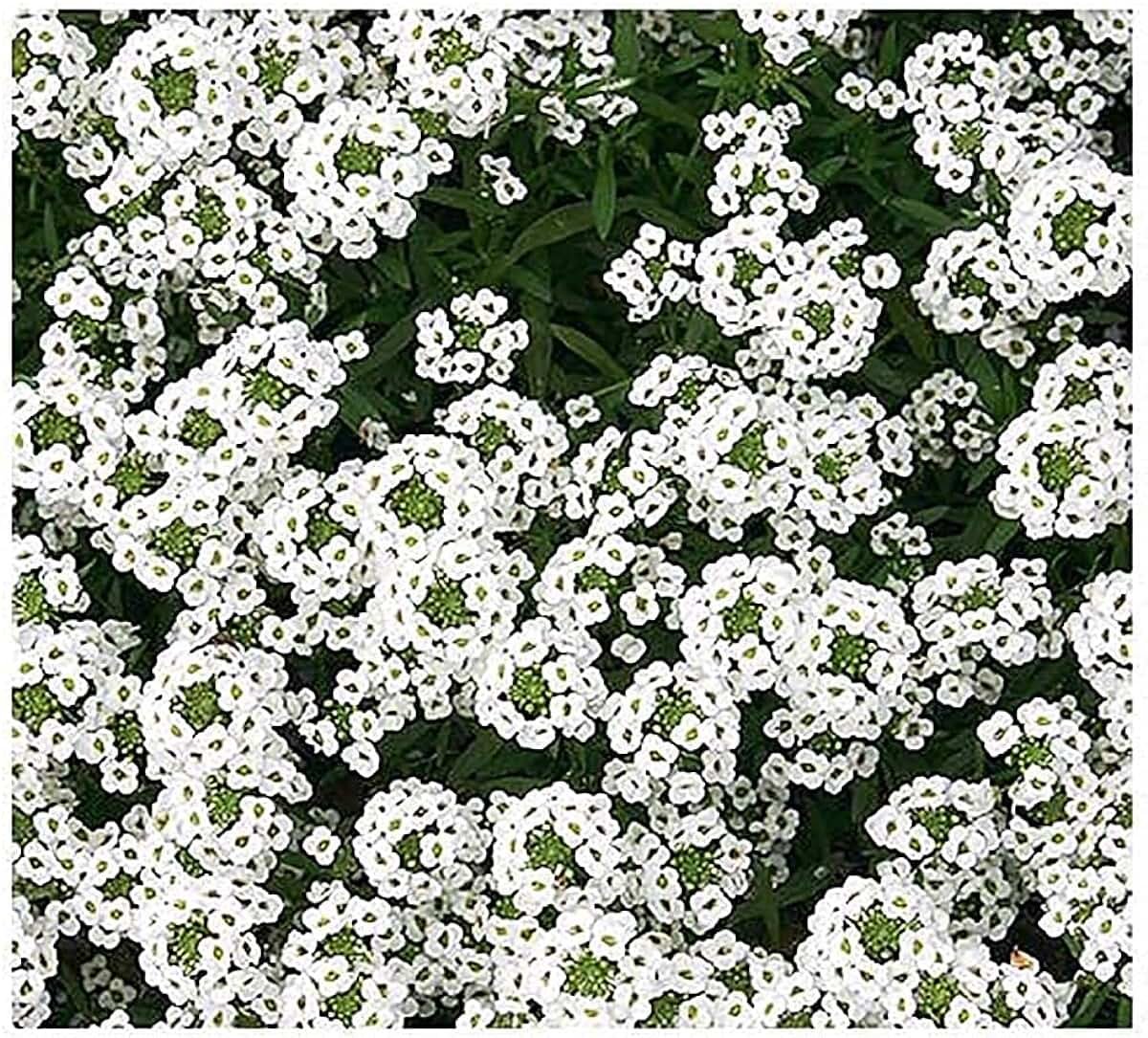 Алиссум Lobularia maritima снежный ковёр