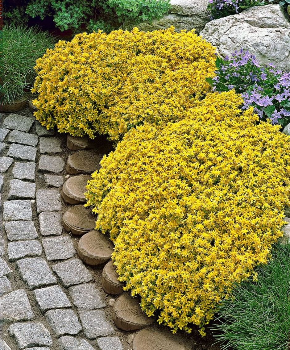 Очиток едкий Yellow Queen
