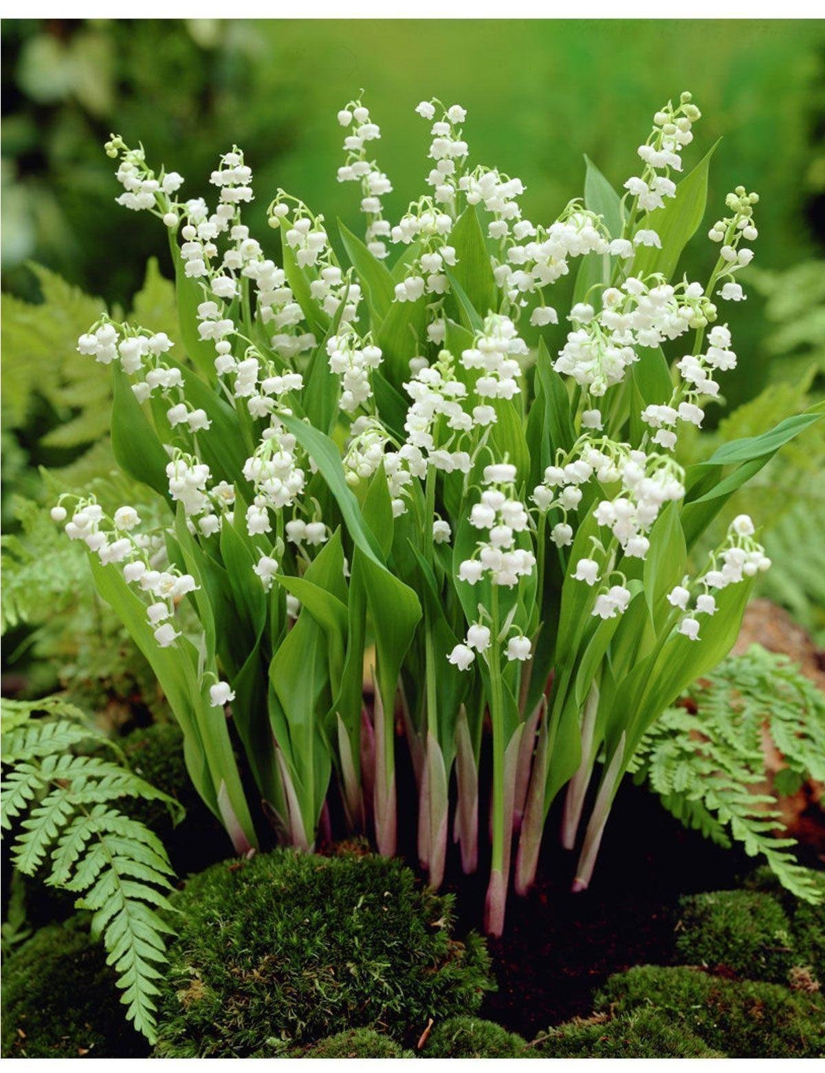 Ландыш Майский (Convallaria Majalis l.)