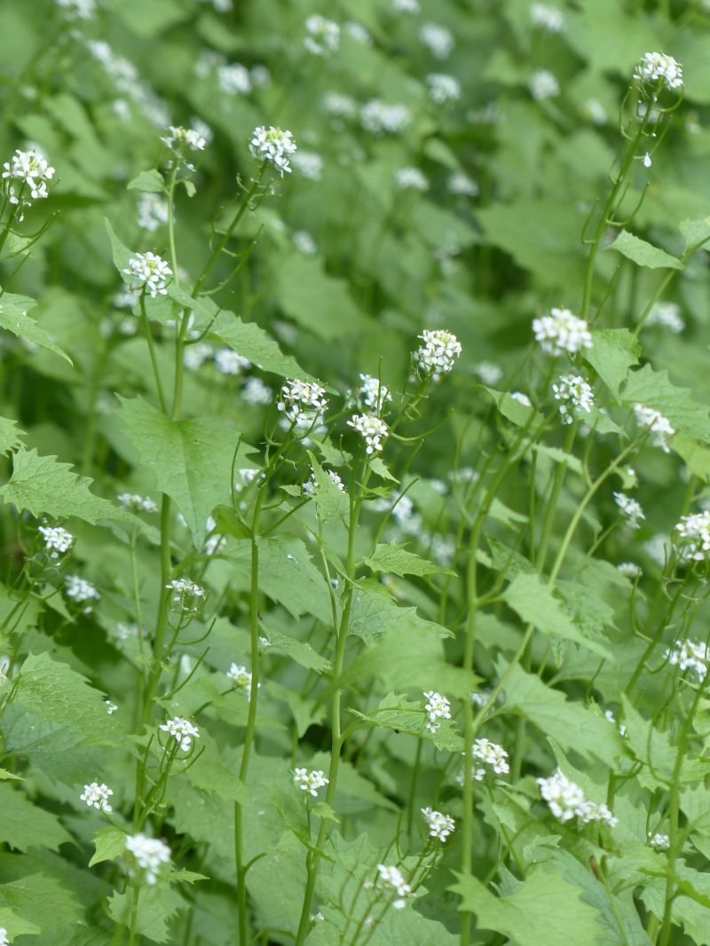 Garlic Mustard растение
