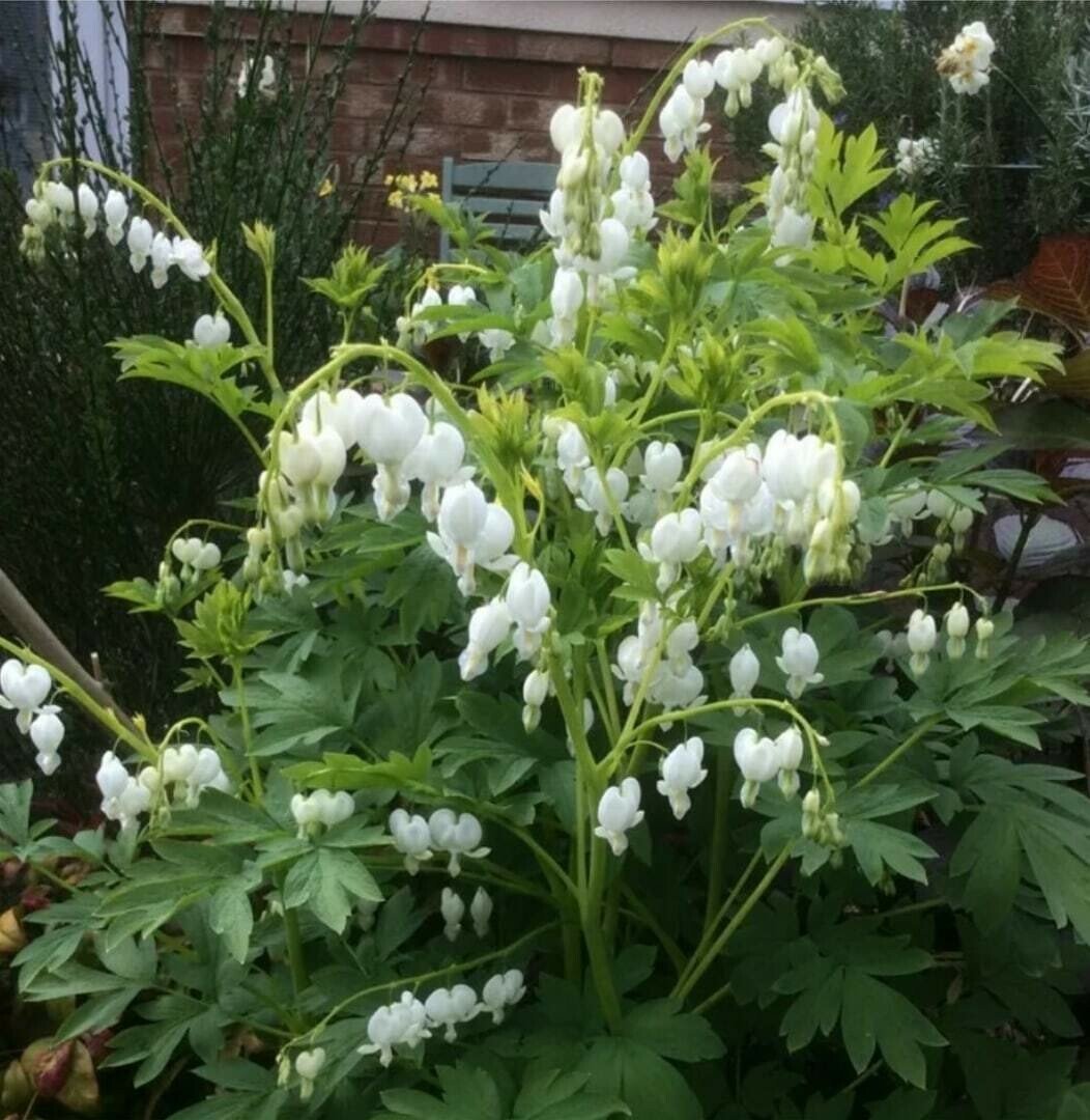 Дицентра spectabilis Alba