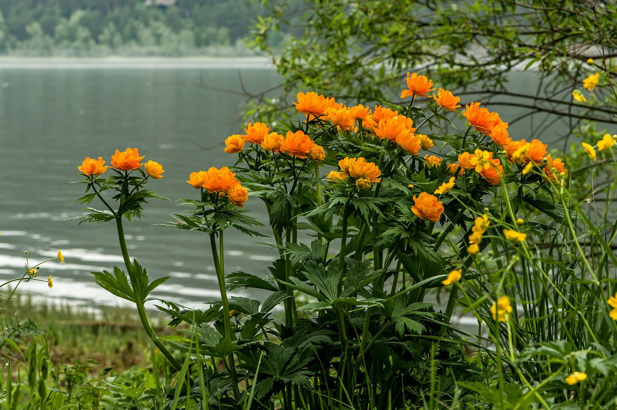 Купальница водяная