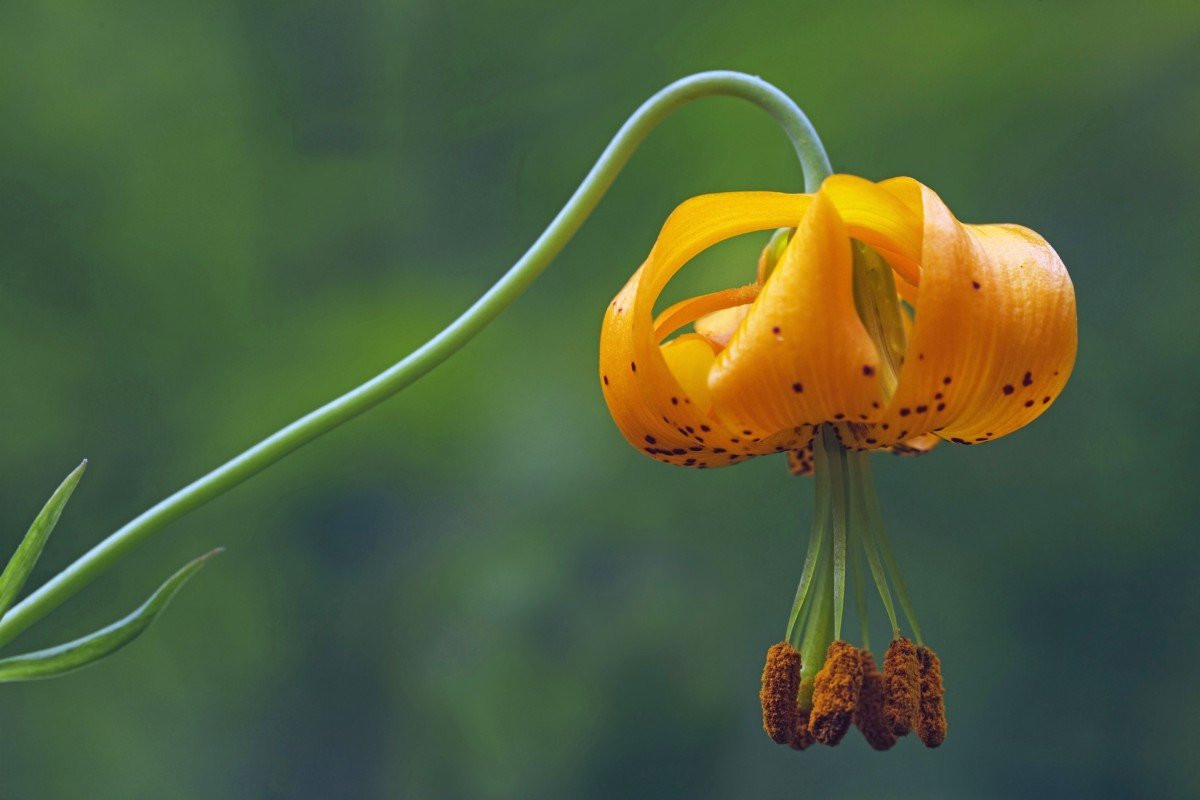 Organism of Flowers