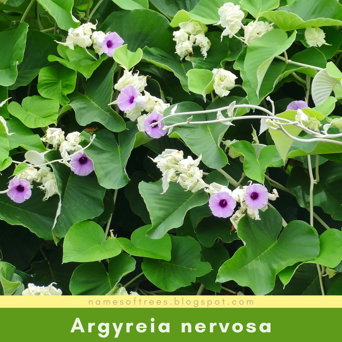 Роза Гавайская (Argyreia nervosa)