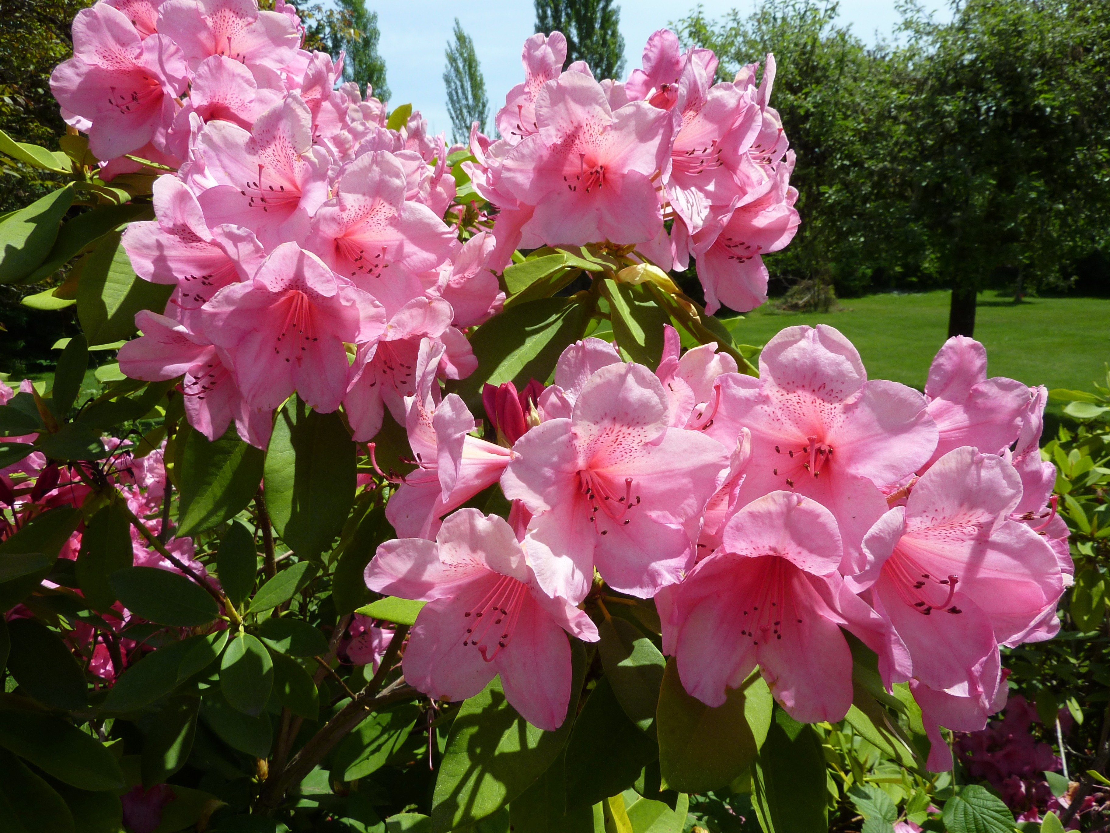 Кустарник цветет розовыми цветами фото. Рододендрон Пинк. Рододендрон розовый. Рододендрон садовый Пинк. Рододендрон кустарник розовый.