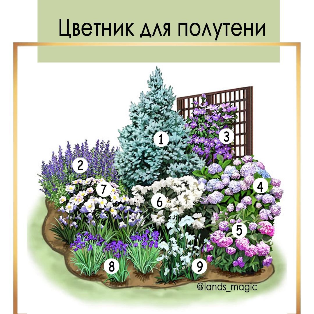 Клумба с гортензией схема