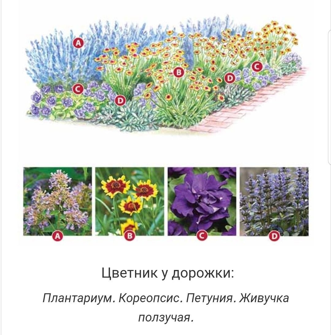 Цветник из многолетников и однолетников