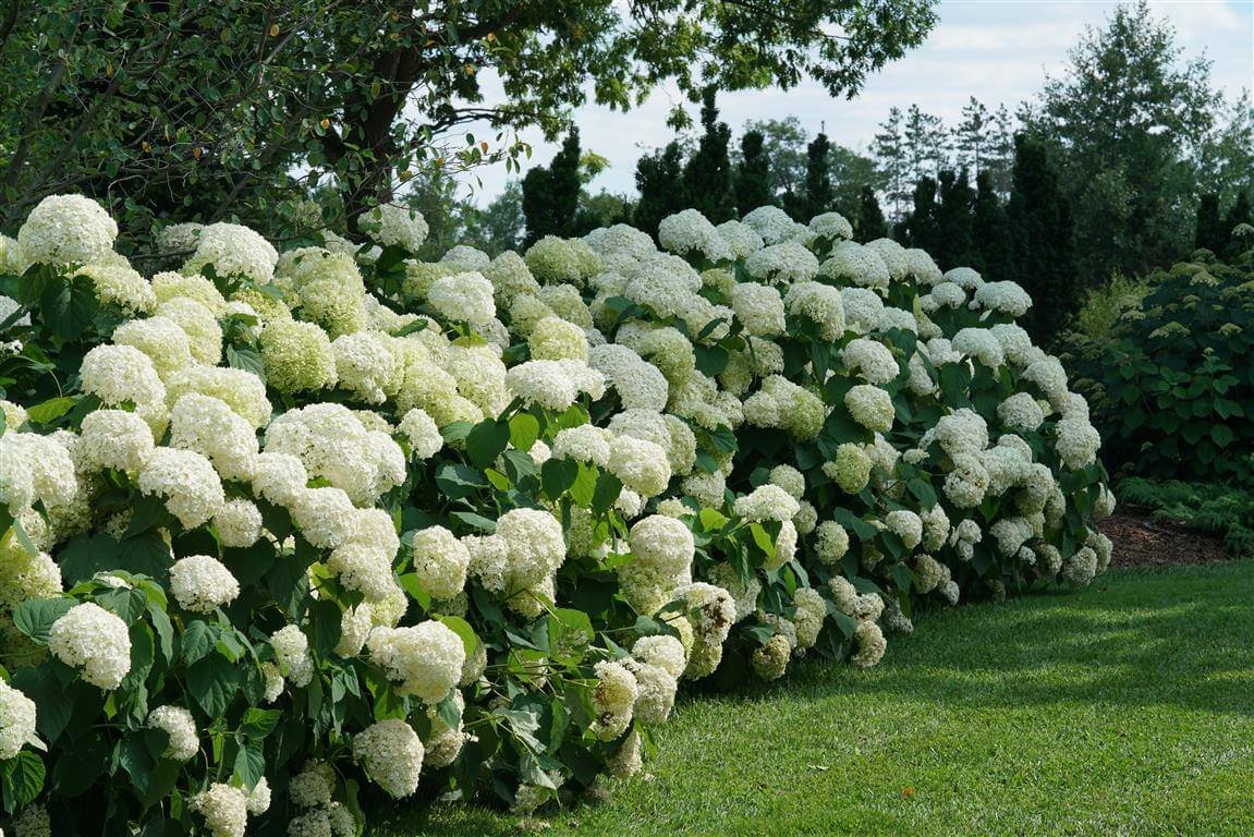 Hydrangea arborescens ‘Incrediball’