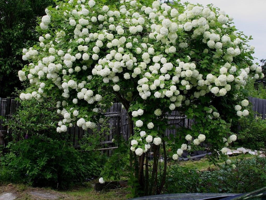 Калина бульденеж