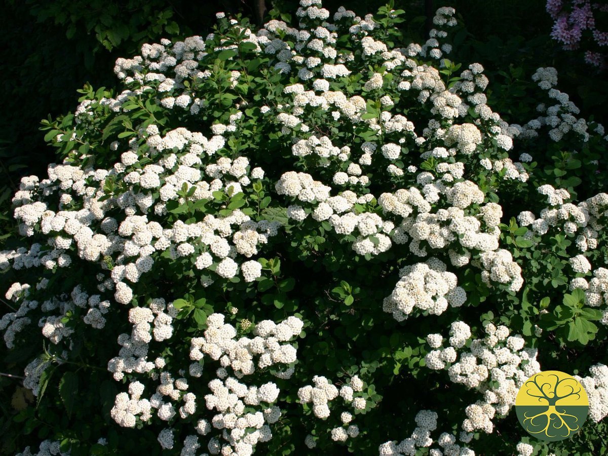 Спирея Ван-Гутта (Spiraea vanhouttei)
