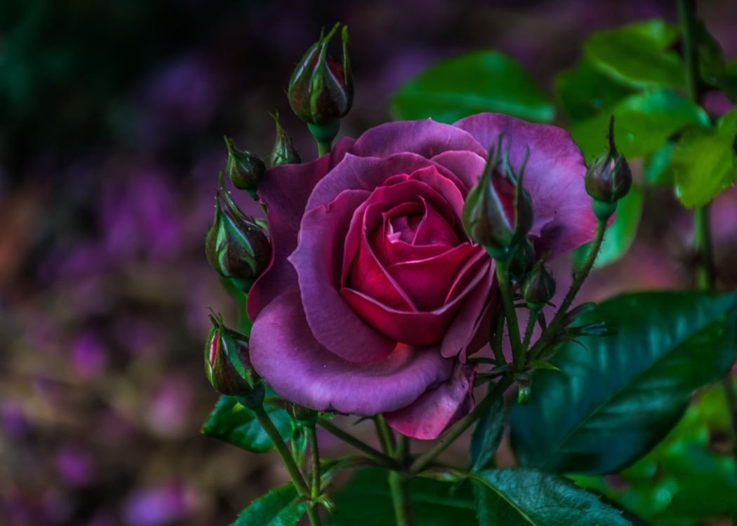 Lilac Topaz роза