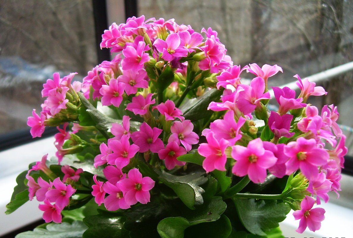 Каланхоэ (Kalanchoe)