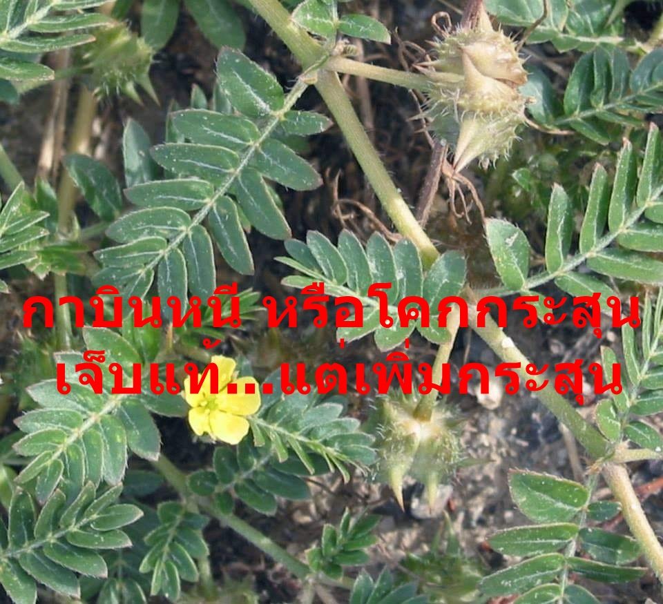 Растение с желтыми цветами сорняк