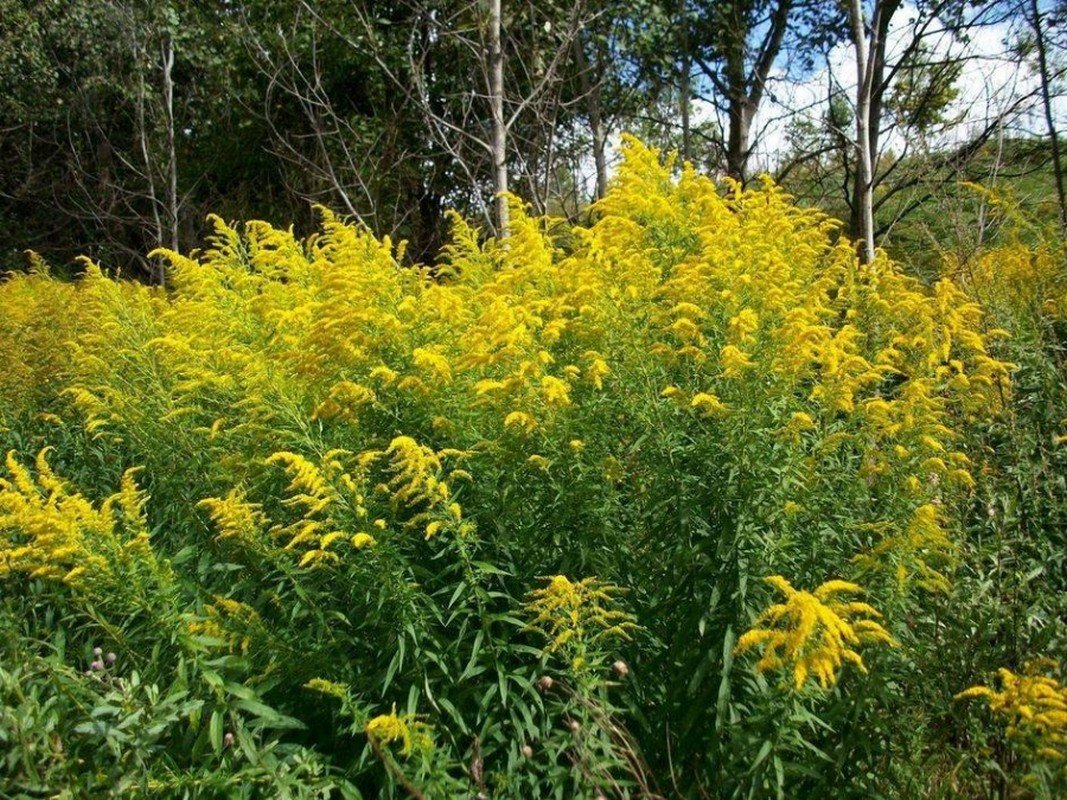 Золотарник канадский (Solidago canadensis)