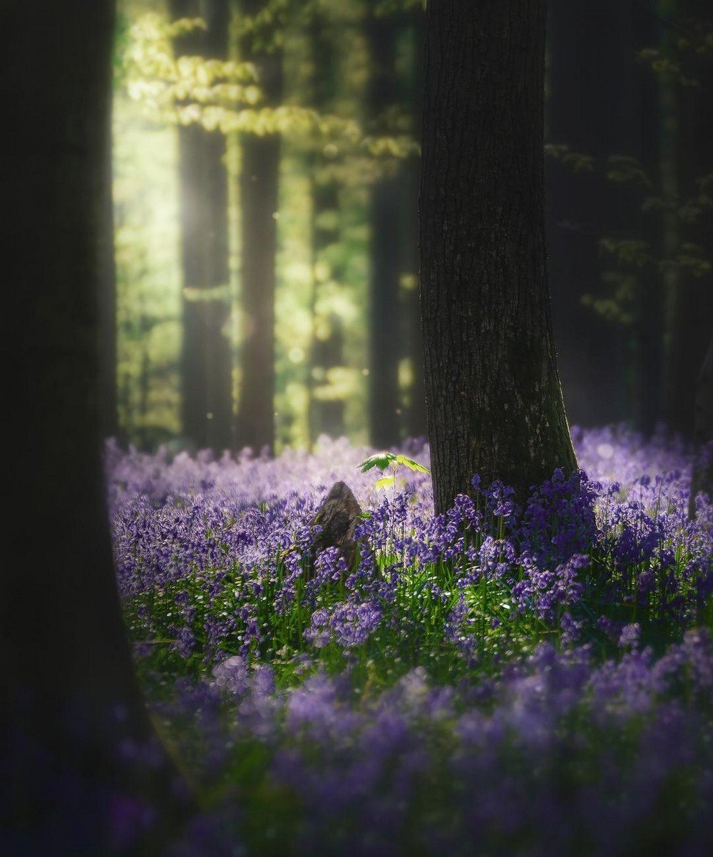 Hallerbos Forest
