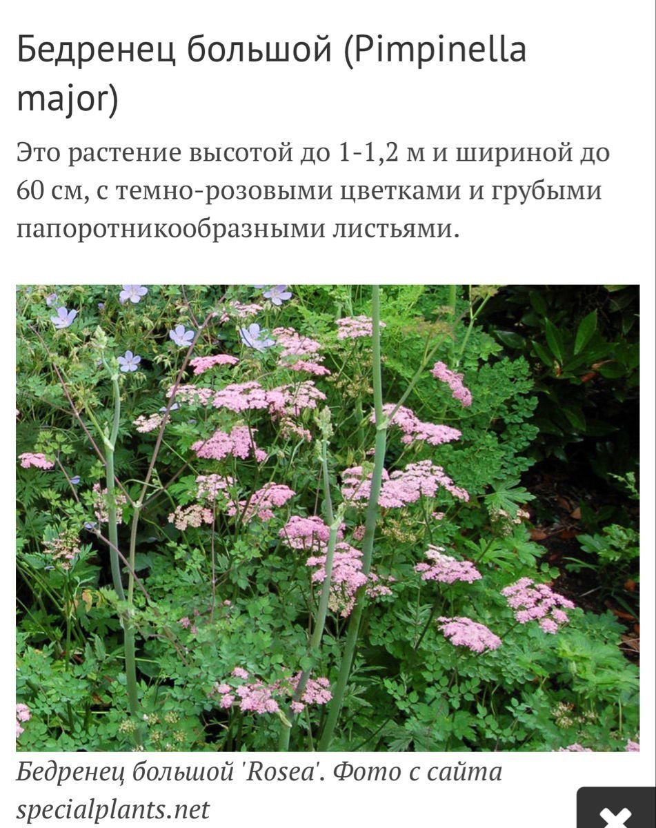 Бедренец Розеа