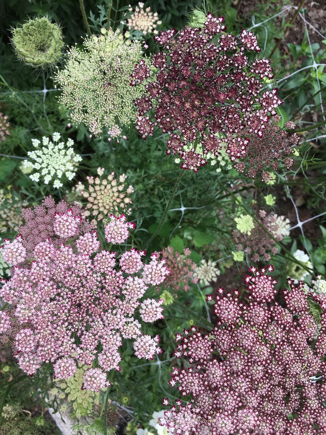 Daucus carota цветок