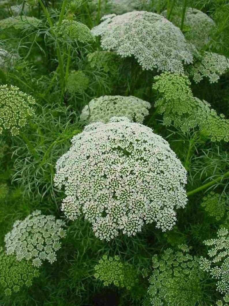 Виснага морковевидная