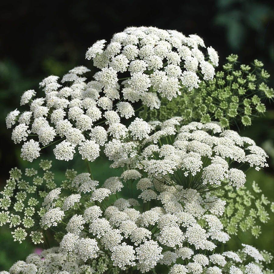 Амми majus Visnaga