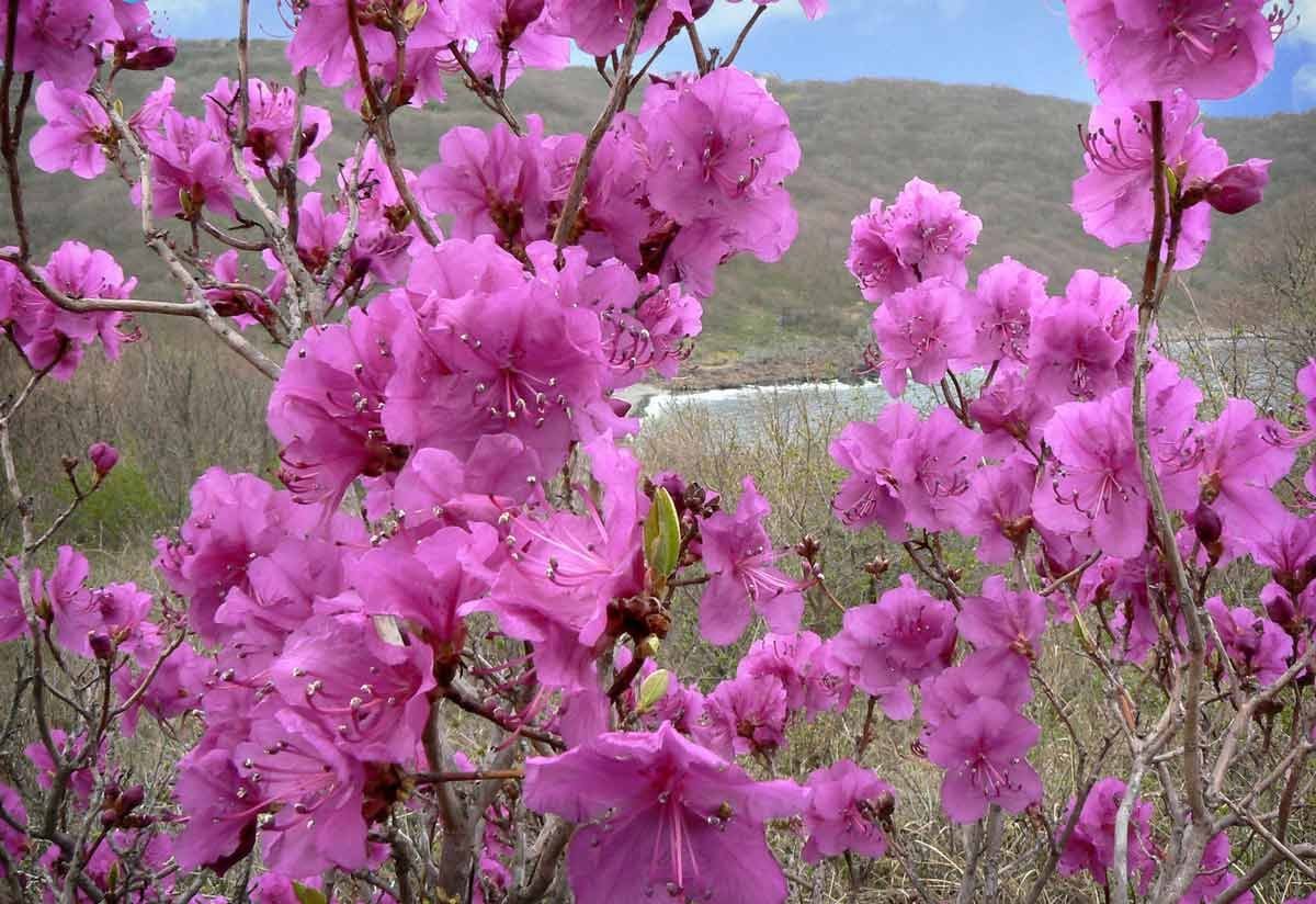 Рододендрон Даурский багульник