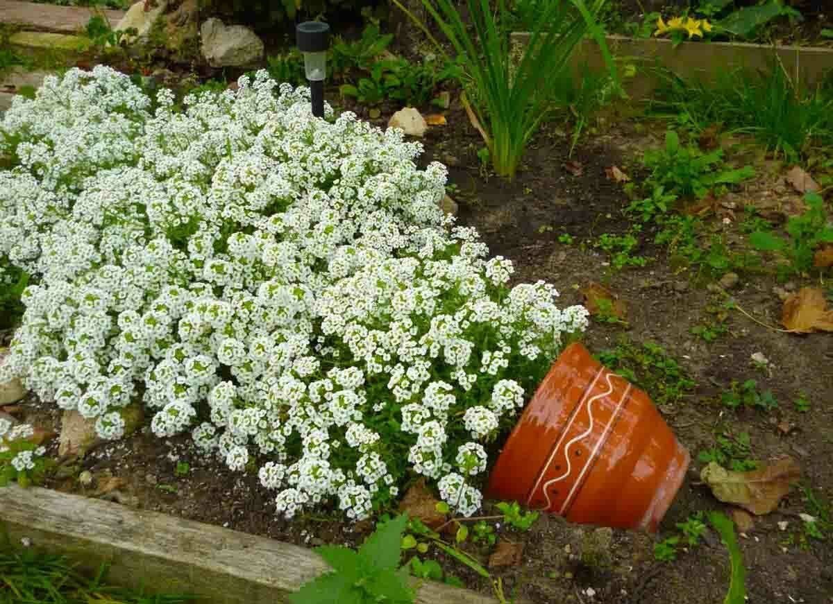 Алиссум Каменник