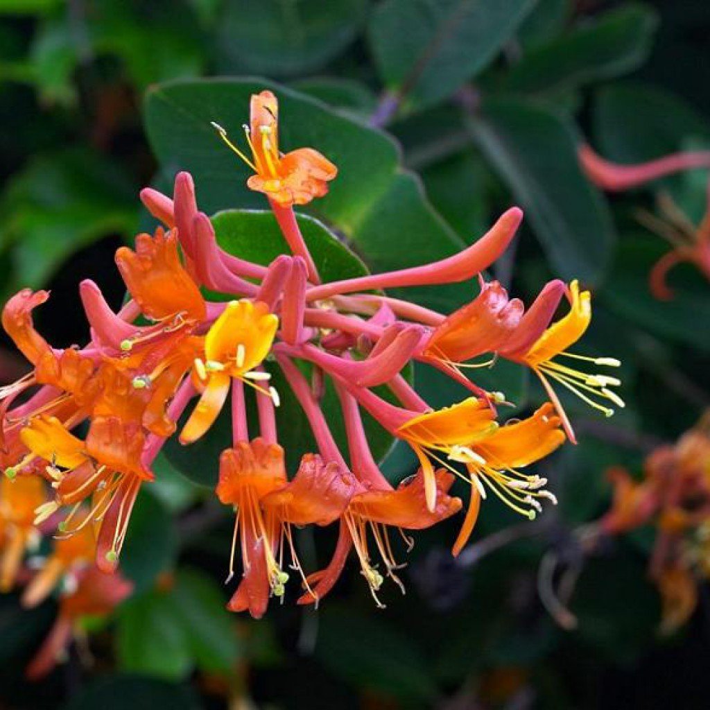 Жимолость Брауна ( Lonicera brownii `Dropmore Scarlet`)