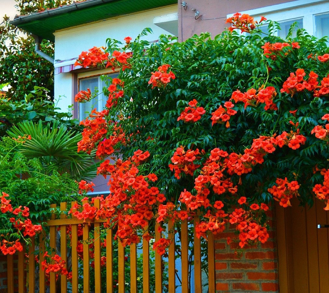 Кампсис Лиана