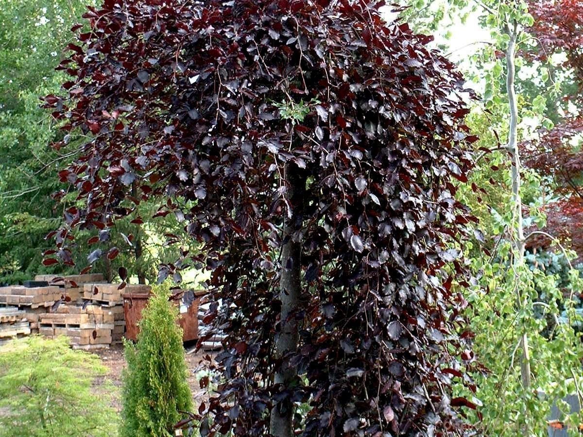Береза повислая purpurea