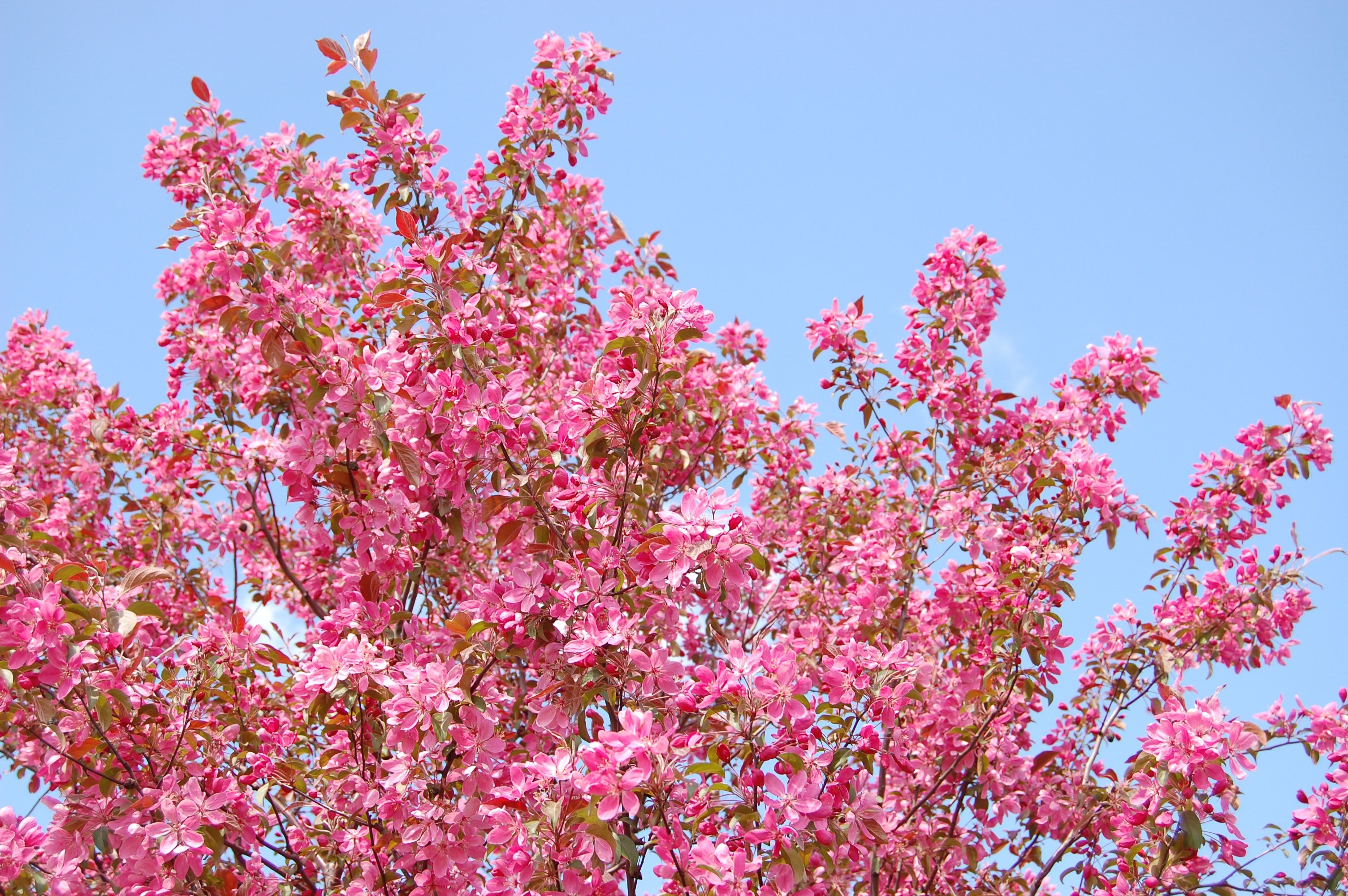 Цветет розовыми цветочками. Дерево вишня розовоцветущая. Сакура кустарник. Розовоцветущий кустарник. Розовое дерево Aniba rosaeodora.