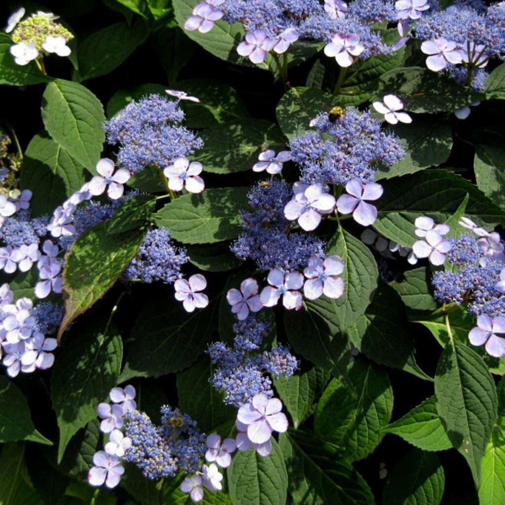 Гортензия пильчатая serrata Bluebird