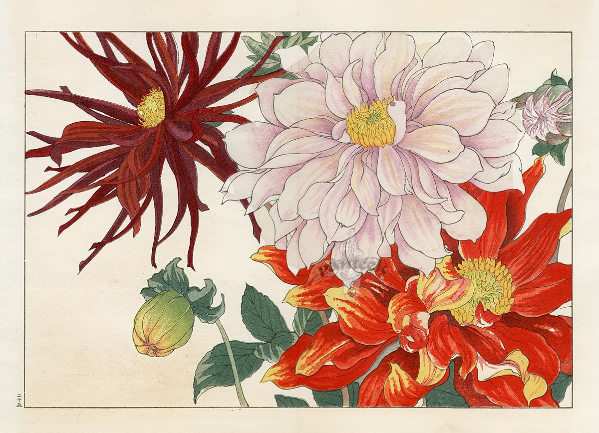Japanese Flower illustration