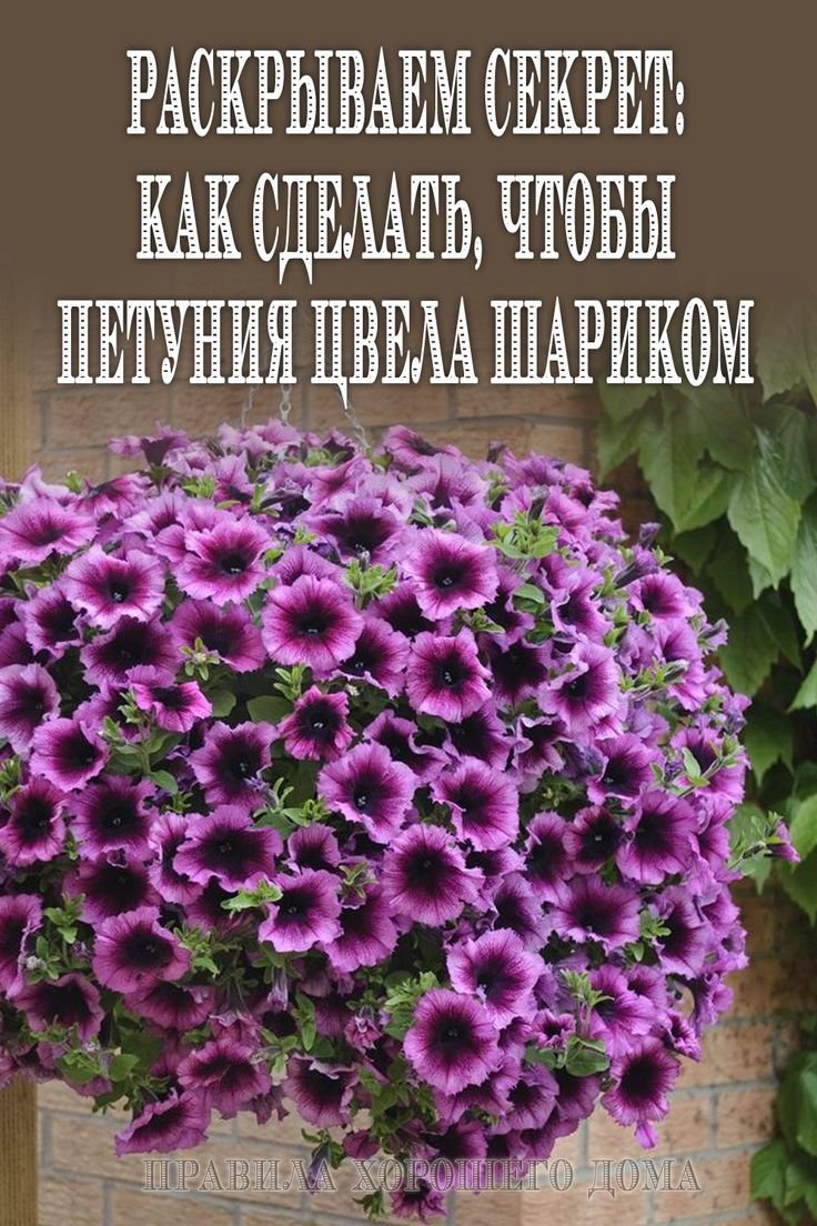 Кустовые петунии цветы