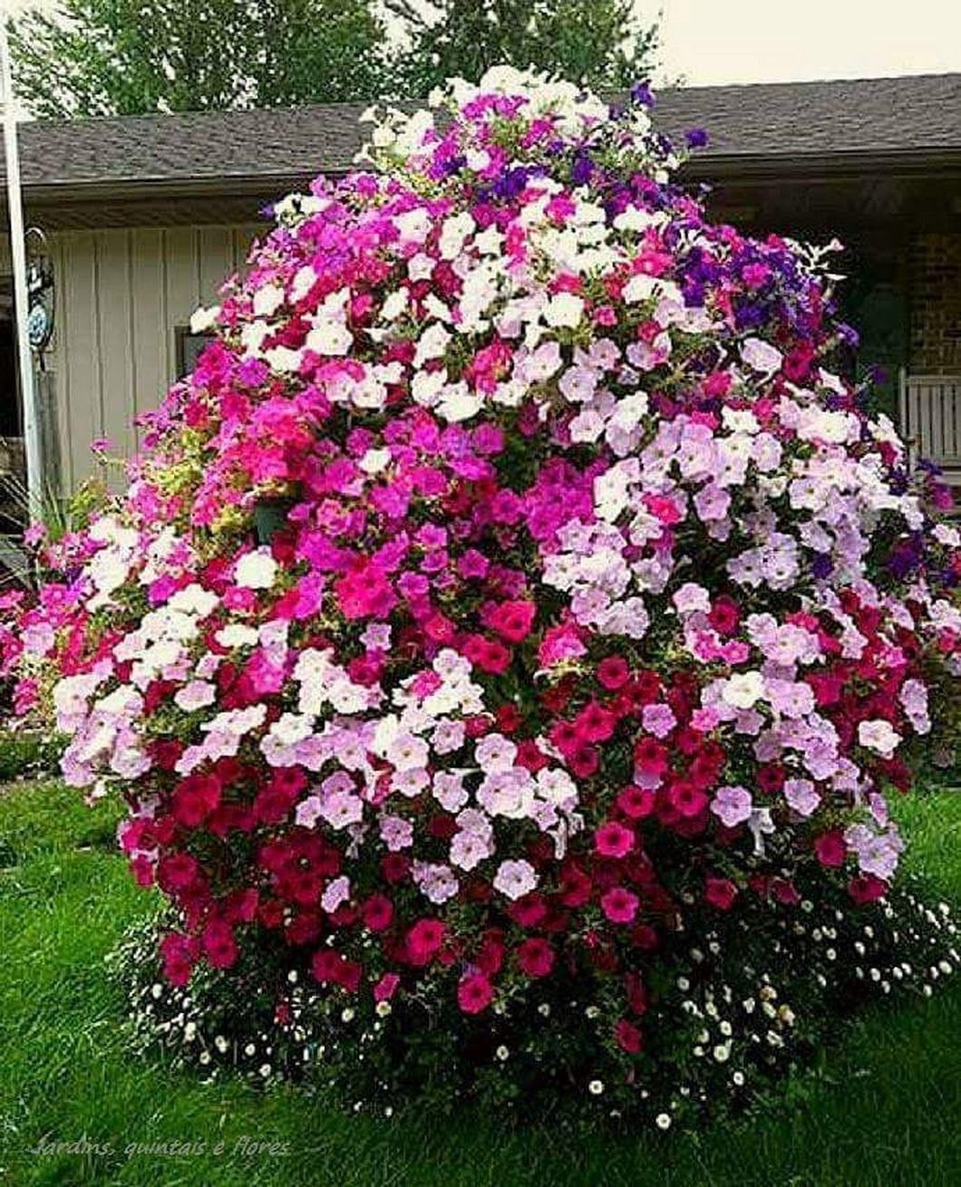 Петуния каскадная на клумбе
