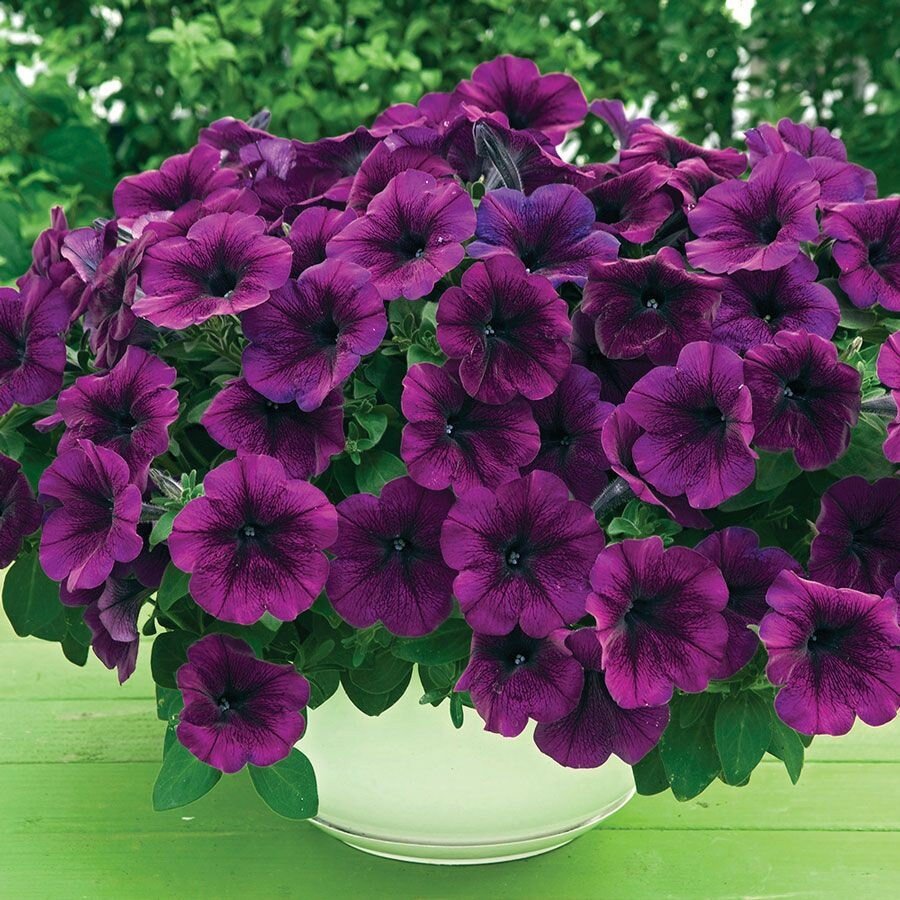 Петуния Трилоджи Purple Vein
